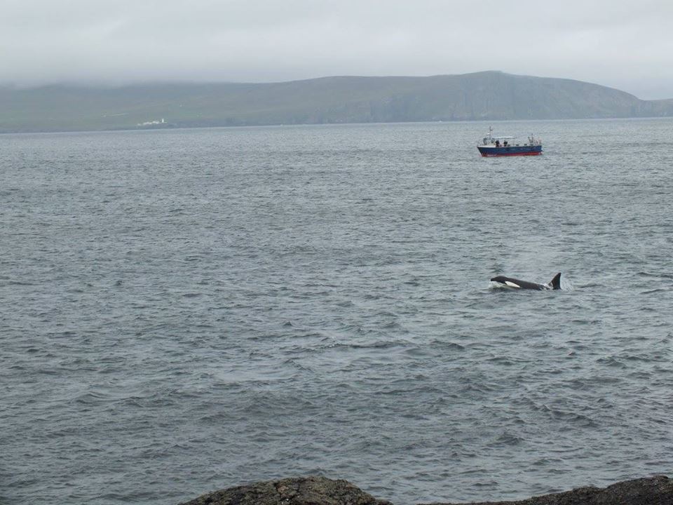 Mousa Boat Trips