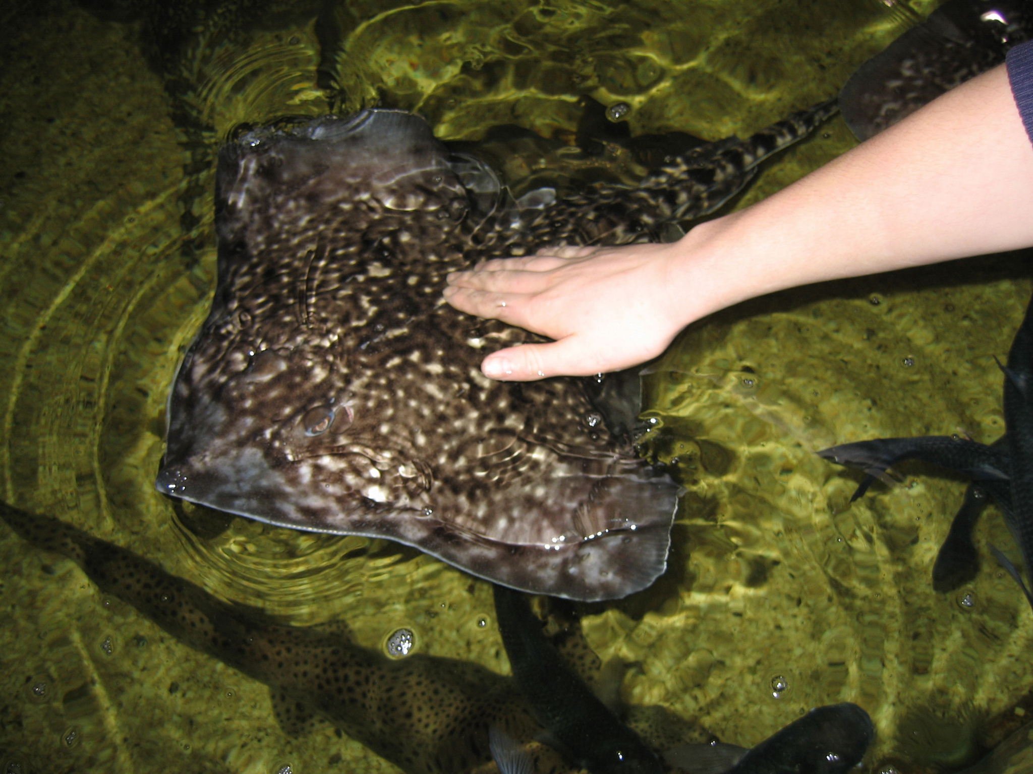 Lake District Coast Aquarium