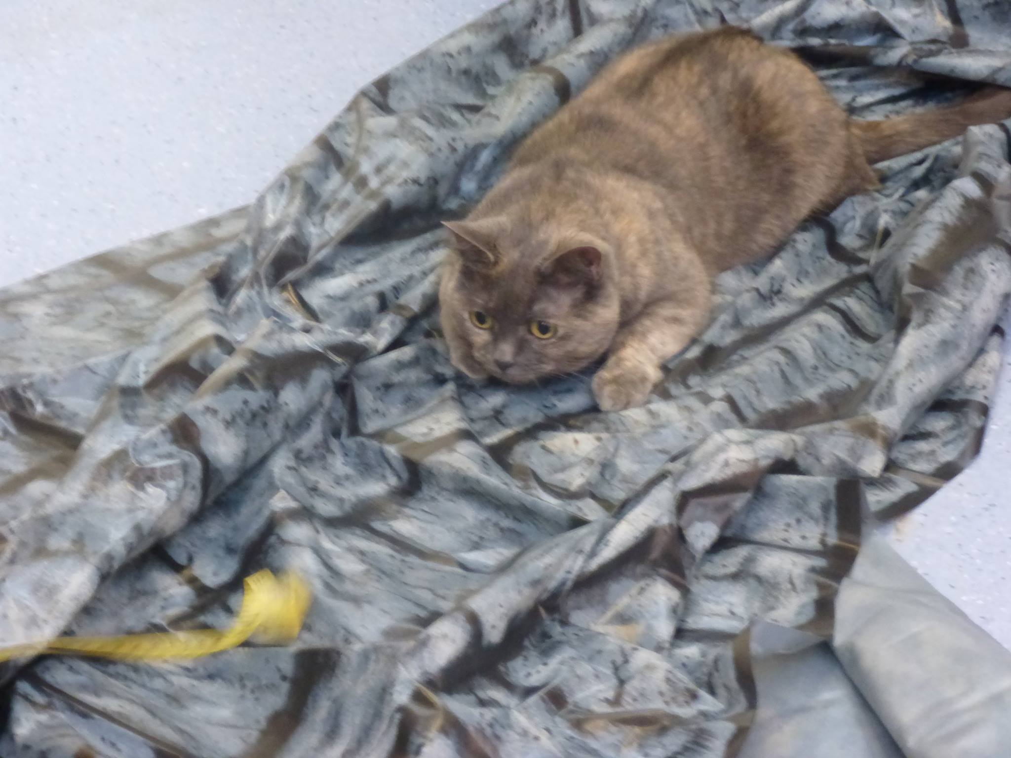 National Cat Centre