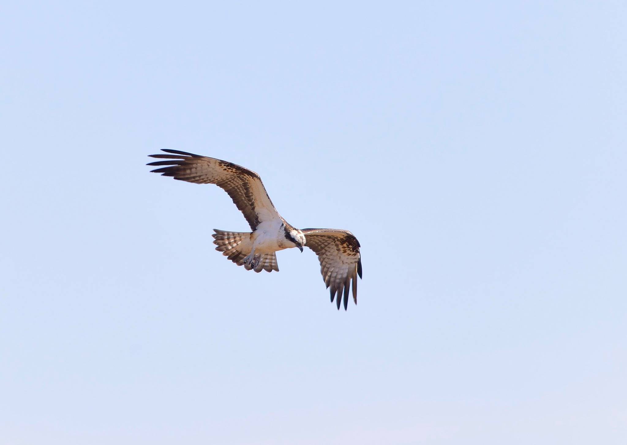 Loch Garten Osprey Centre
