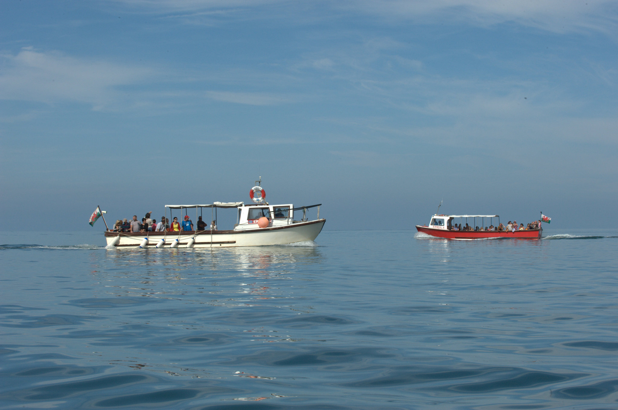 New Quay Boat Trips