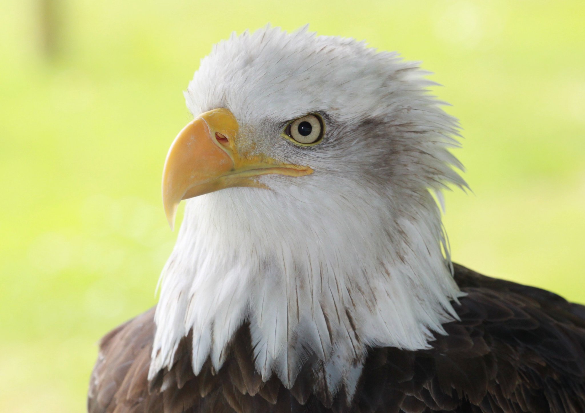 Owl and Falconry Centre