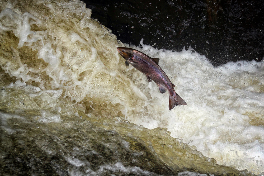 Philiphaugh Salmon Viewing Centre