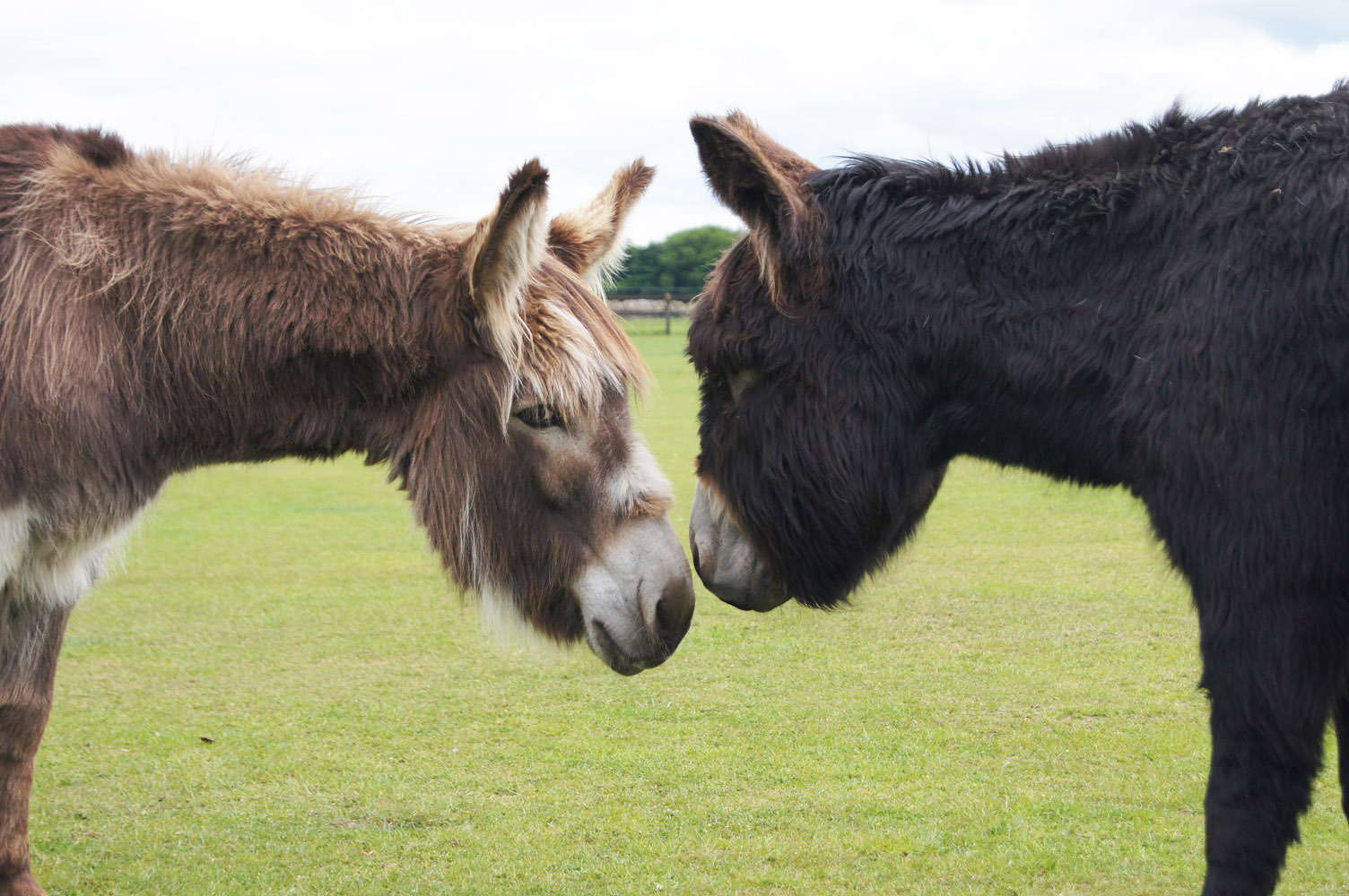 Redwings Horse Sanctuary Mountain