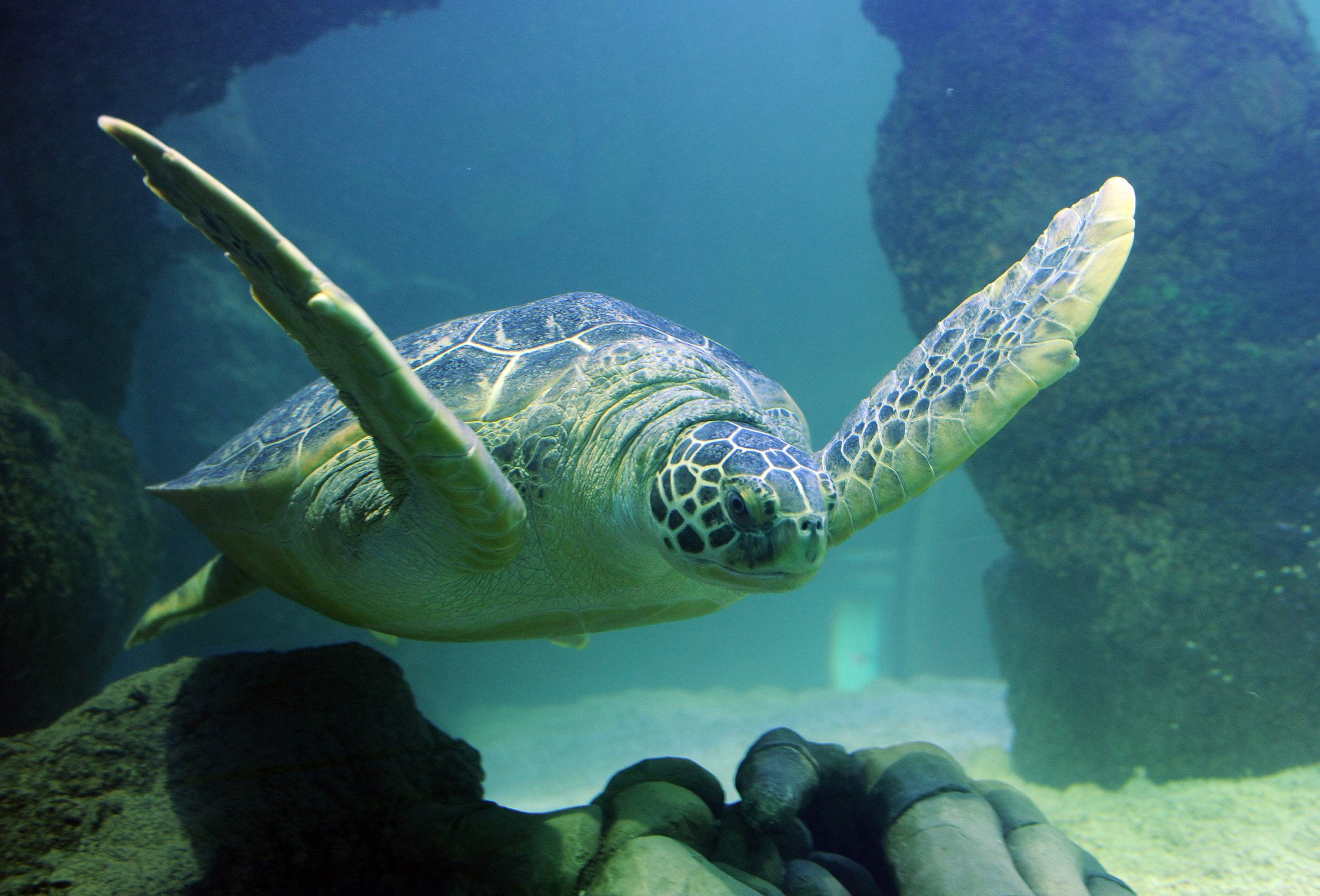 Sea Life Hunstanton