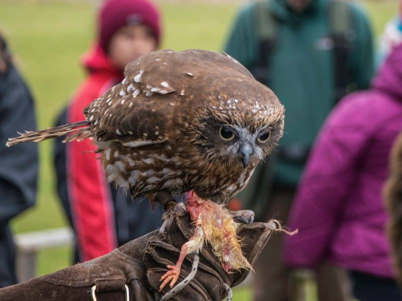 Suffolk Owl Sanctuary