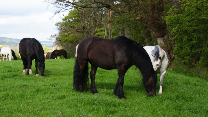 The Ayrshire Equitation Centre