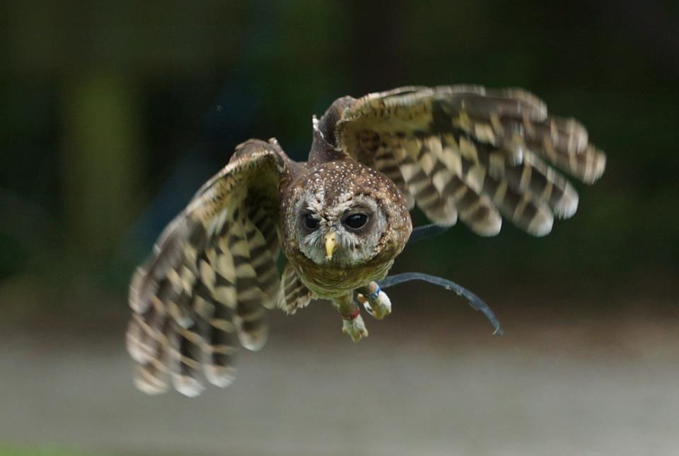 Screech Owl Sanctuary