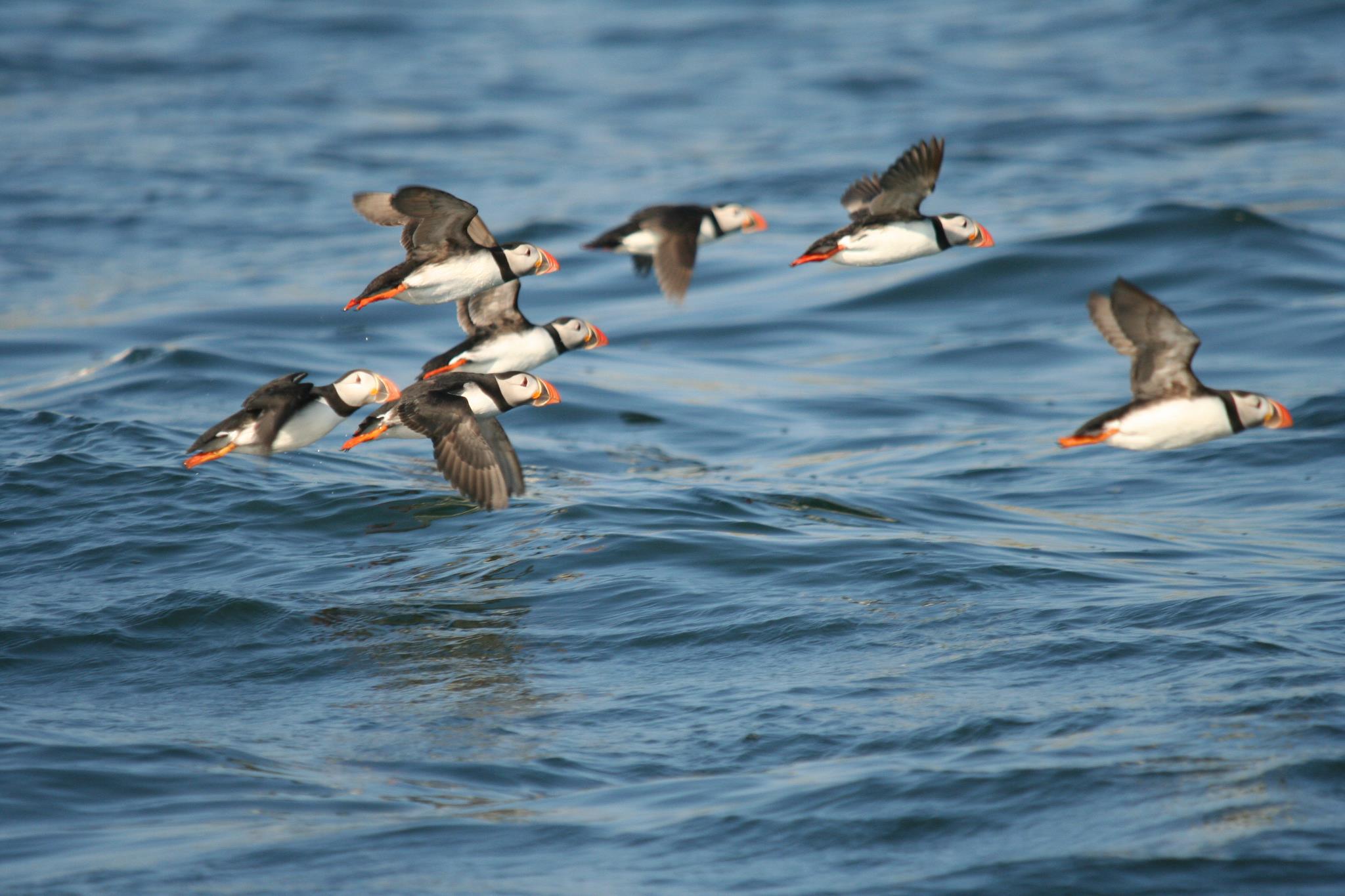 Puffin Cruises