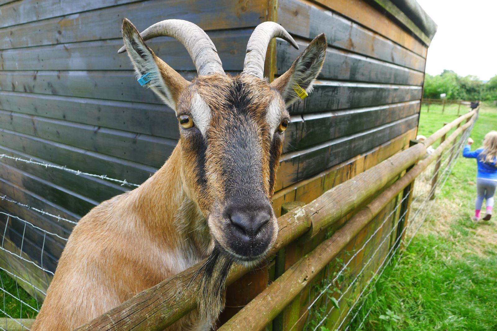 The Bucks Goat Centre