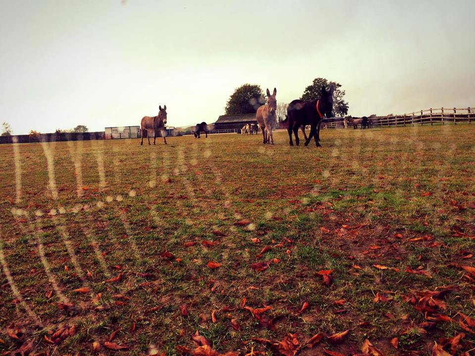 The Donkey Sanctuary