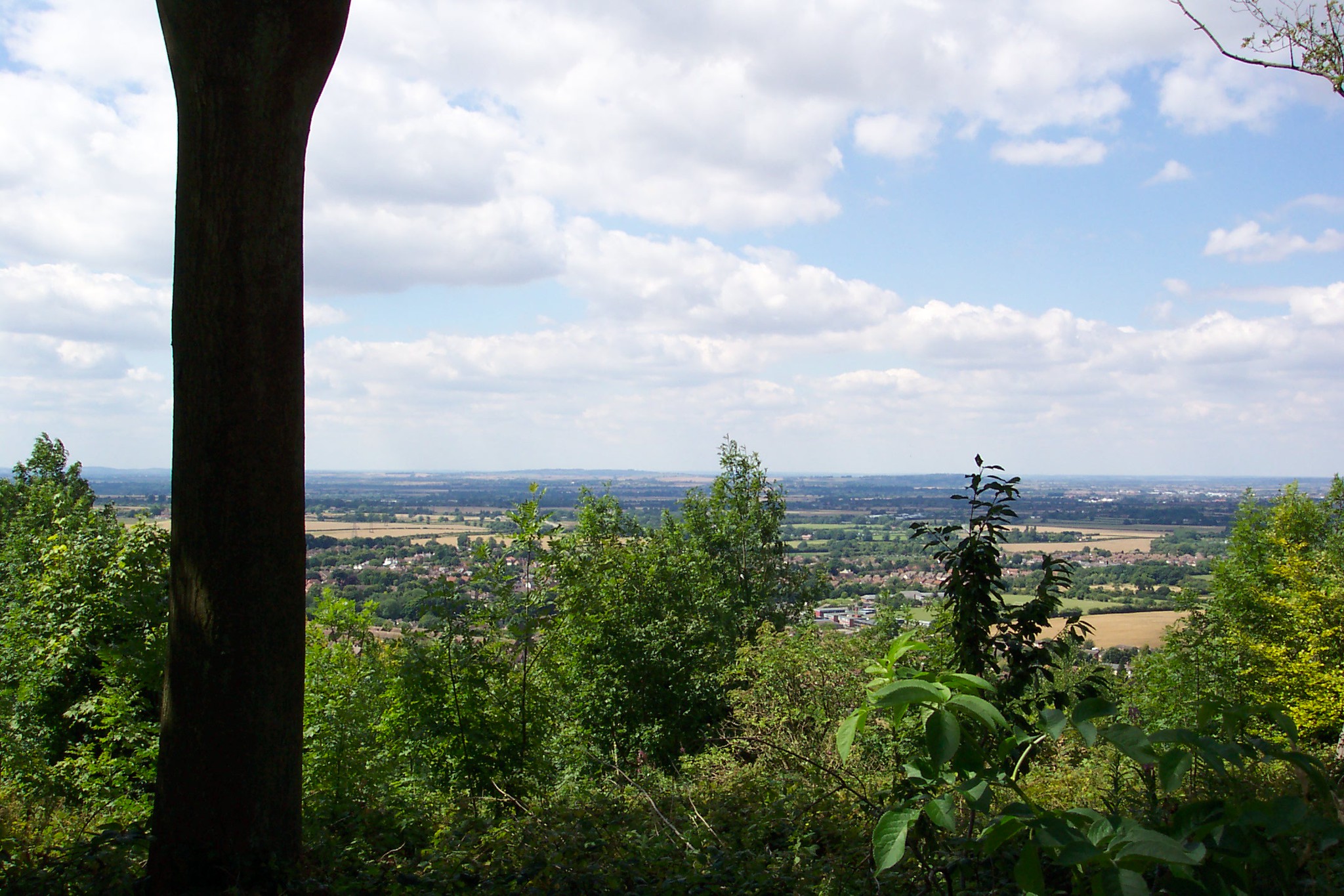 Wendover Woods