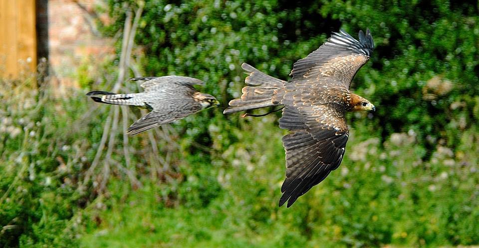 York Bird of Prey Centre