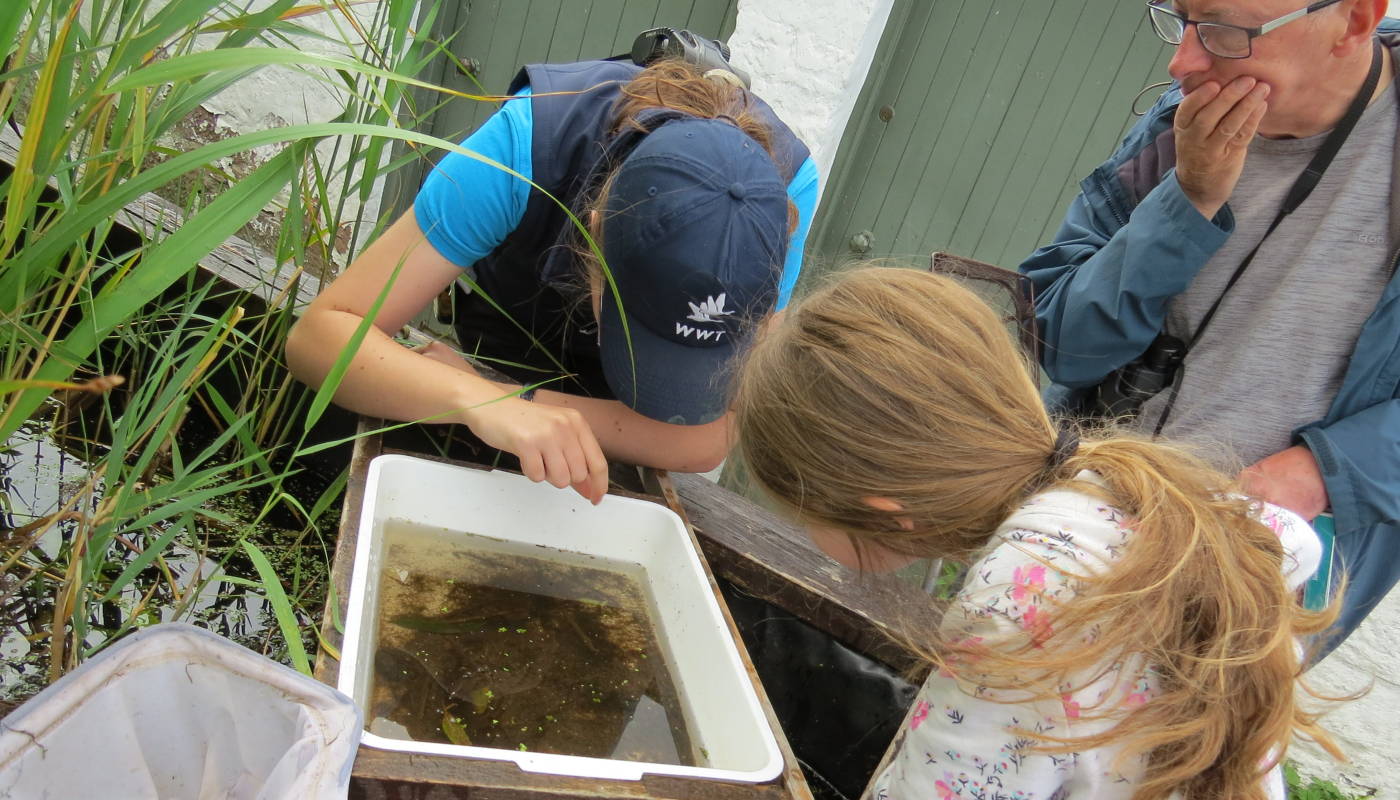 WWT Caerlaverock Wetland Centre