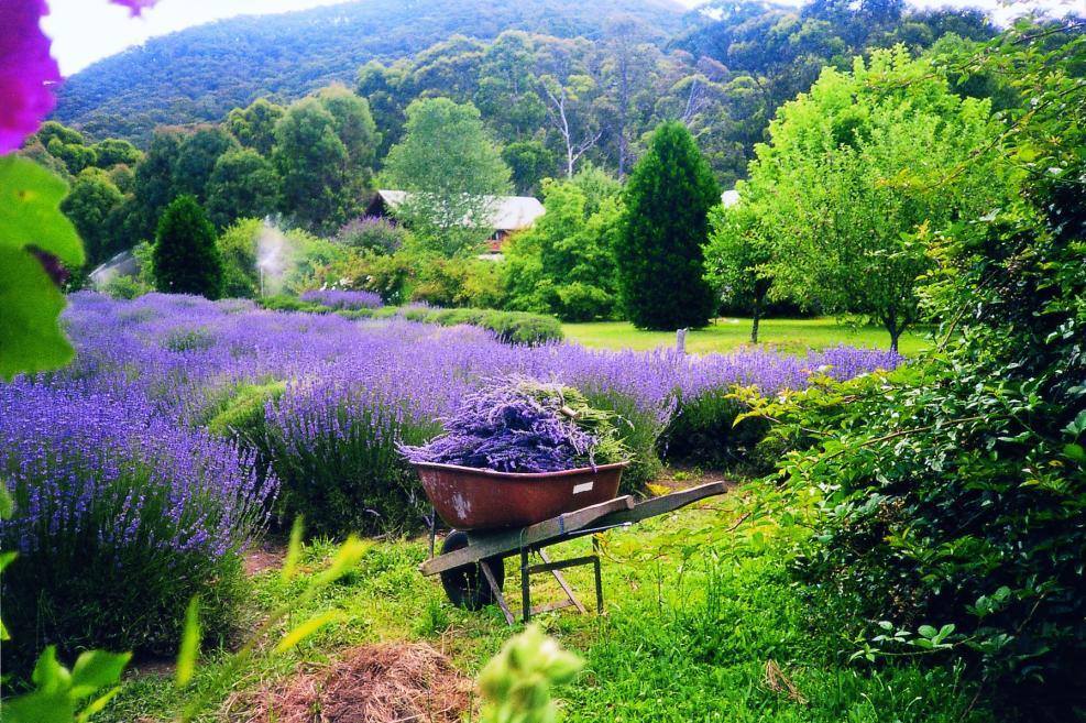Yorkshire Lavender