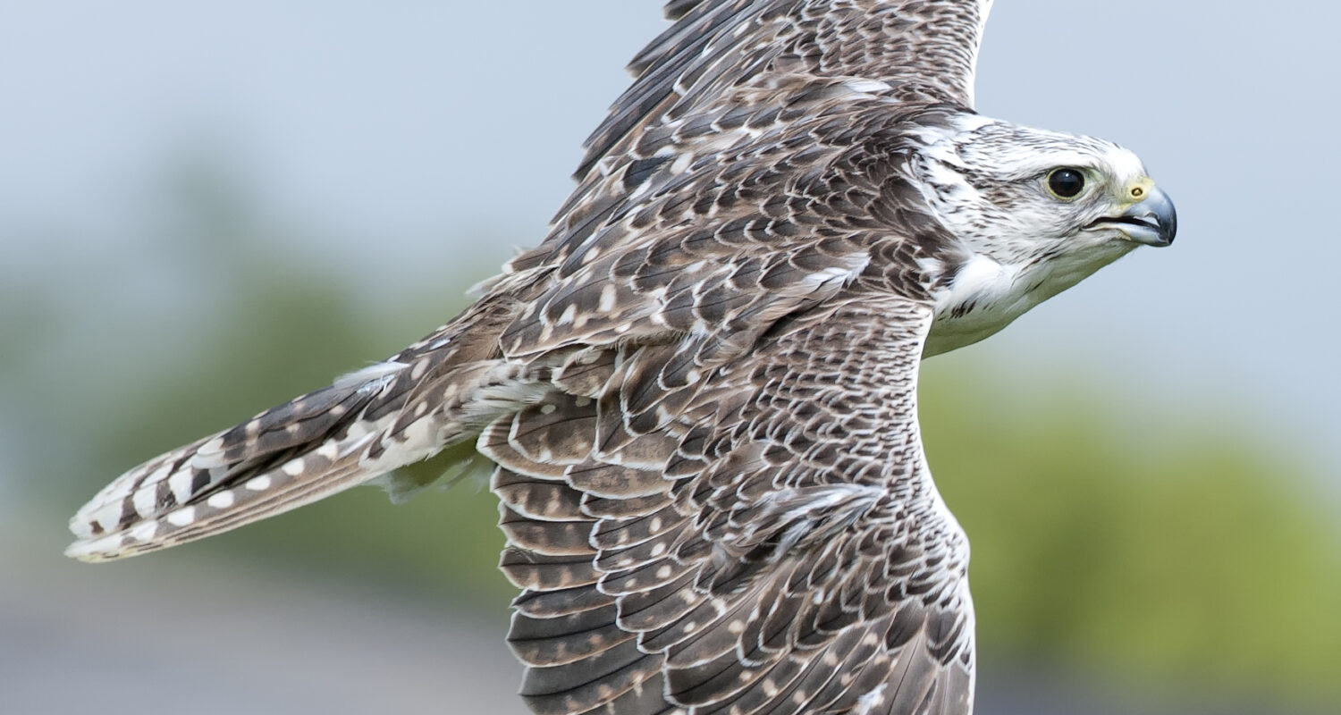 Cornish Birds Of Prey Centre