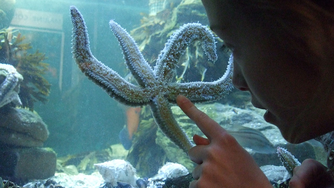 Ilfracombe Aquarium