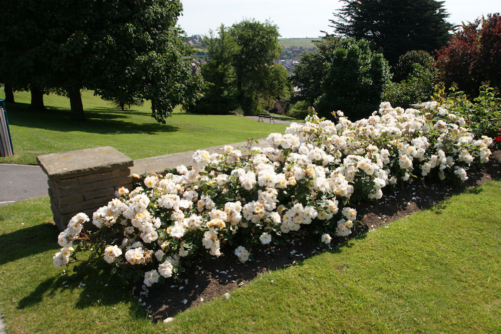 Pannett Park