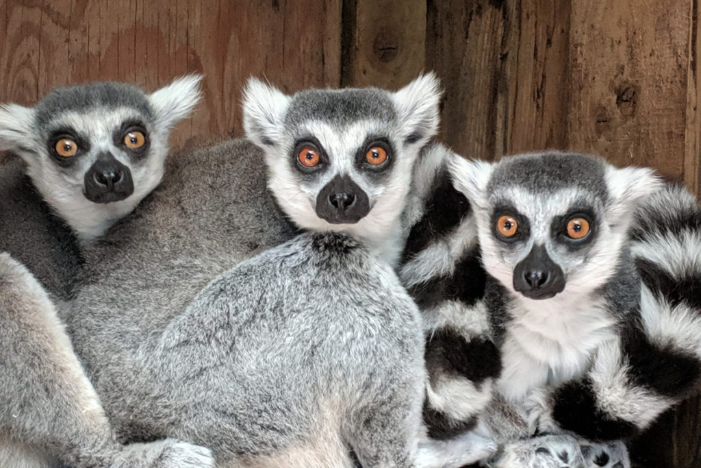 Porfell Wildlife Park