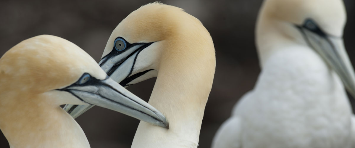 Scottish Seabird Centre