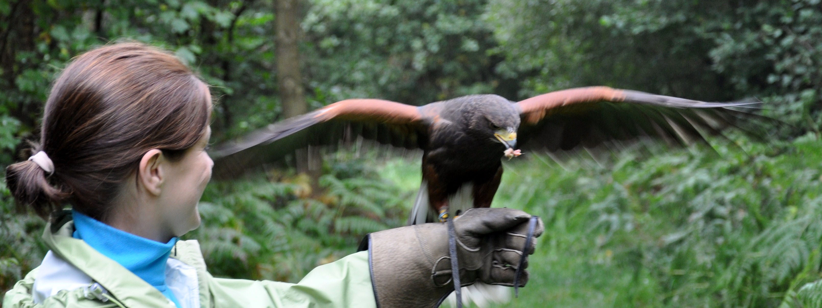 Battlefield Bird of Prey Centre