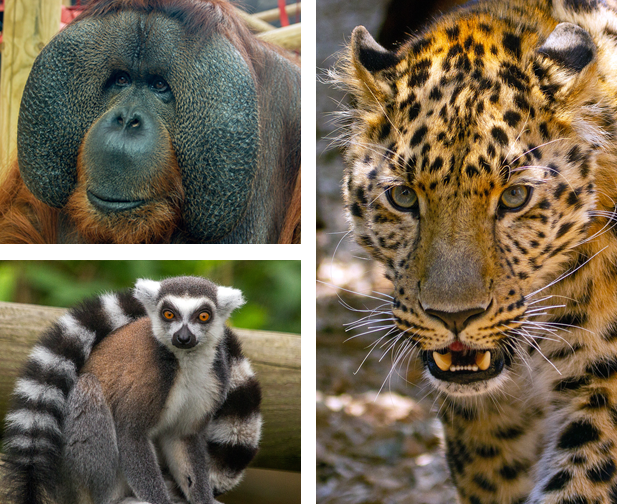 Colchester Zoo