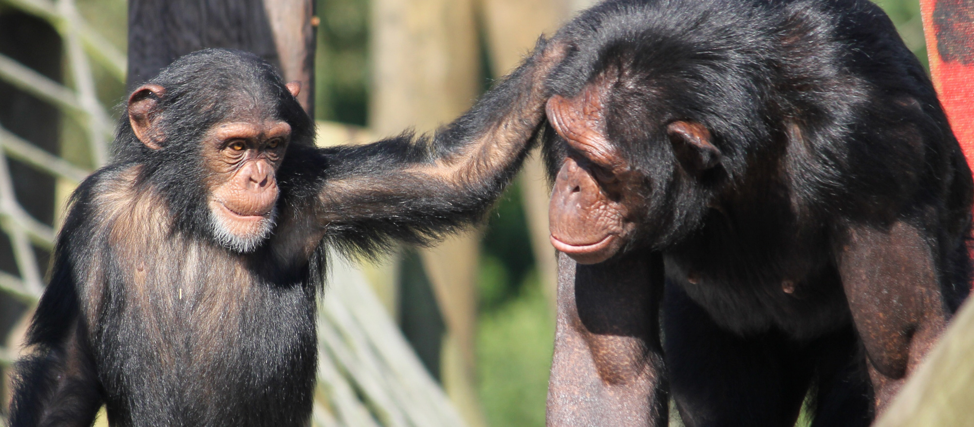 Monkey World - Ape Rescue Centre