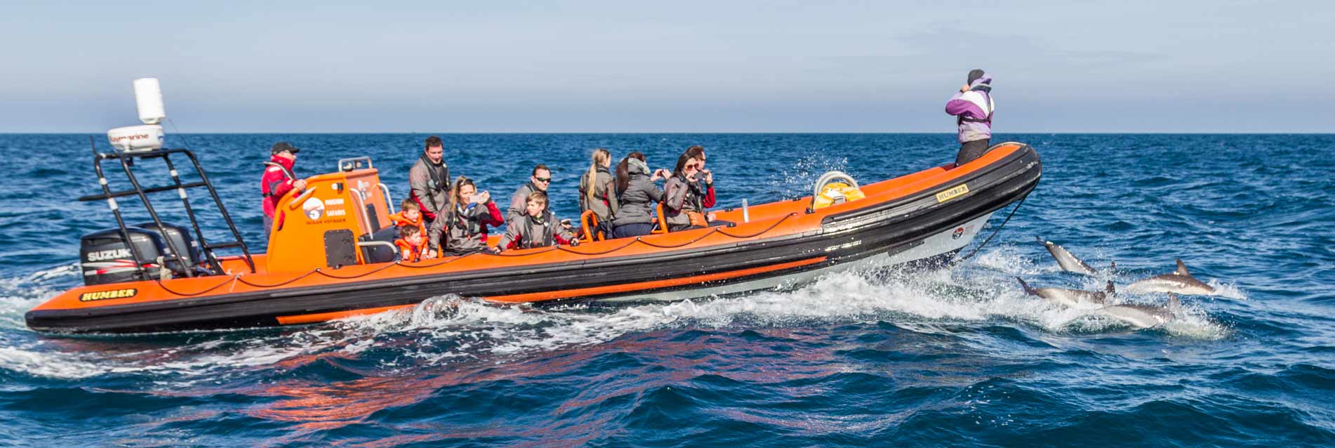 Padstow Sealife Safaris