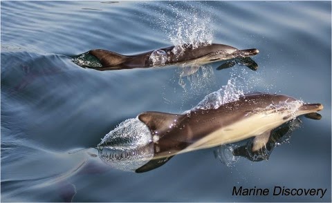 Marine Discovery Penzance