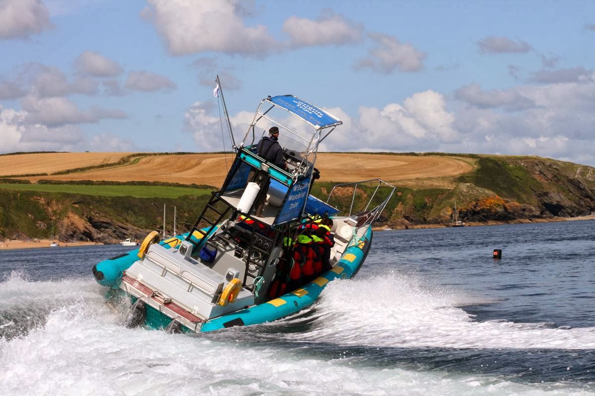Orca Sea Safaris