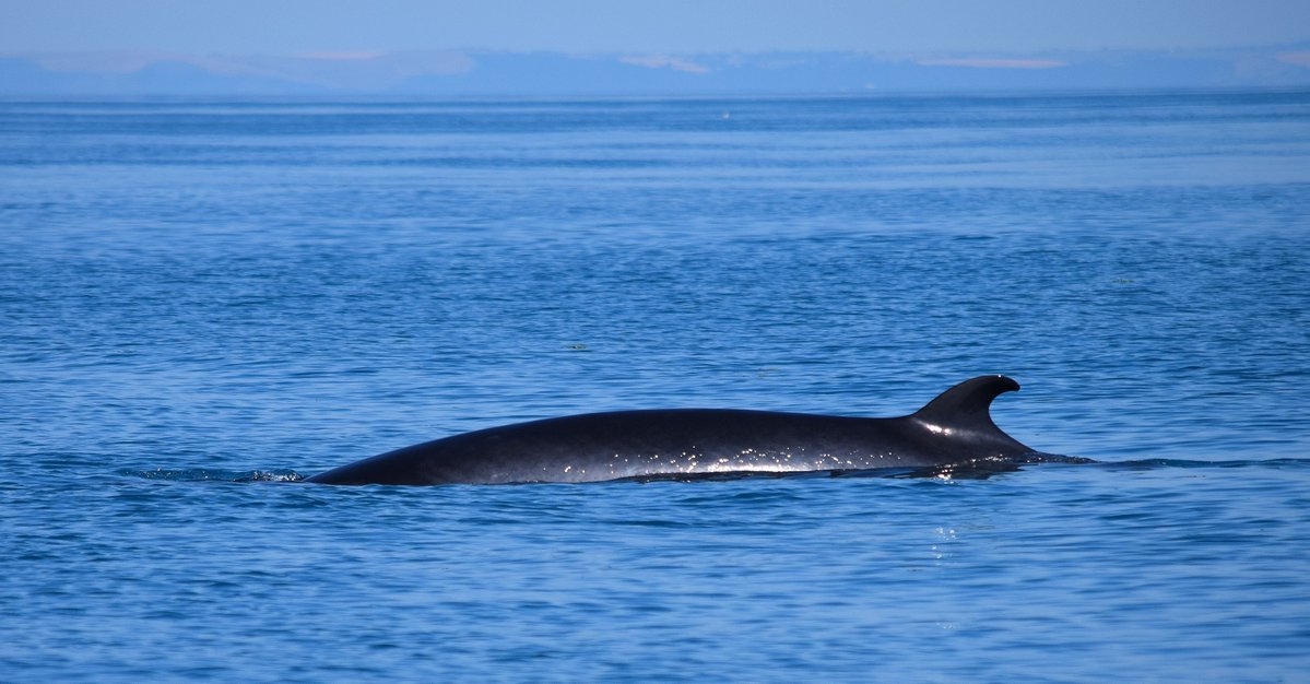 AK Wildlife Cruises