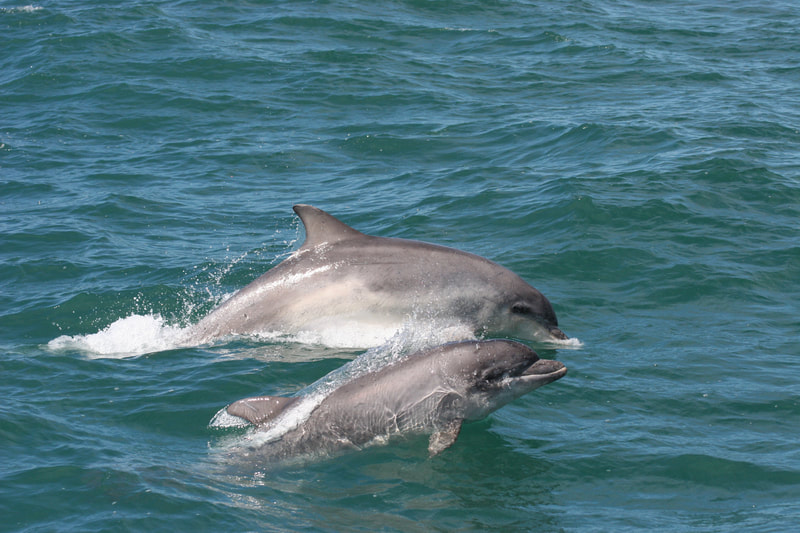 Dolphin Survey Boat Trips