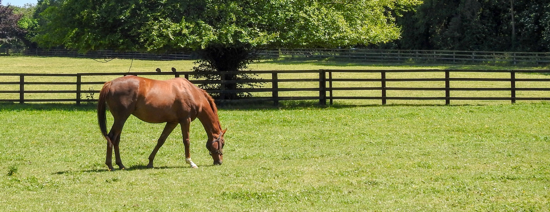 Liscombe Park Equestrian Centre