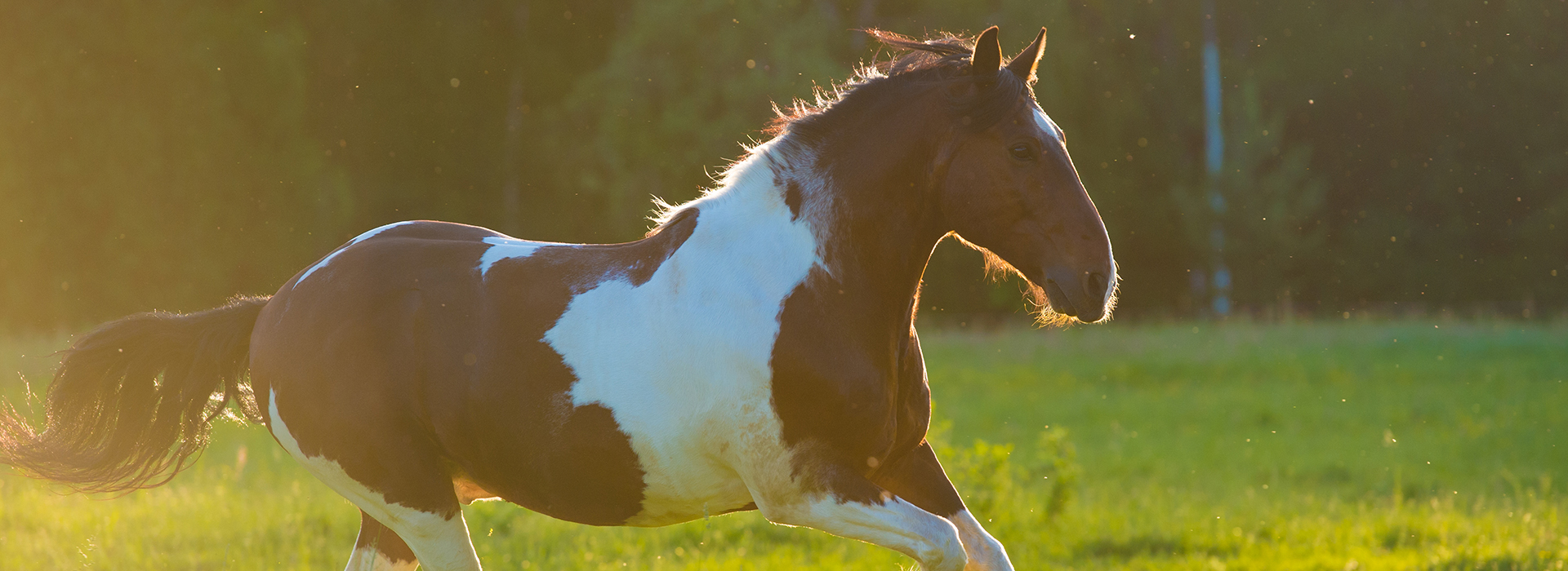 Bryerley Springs Equestrian Centre