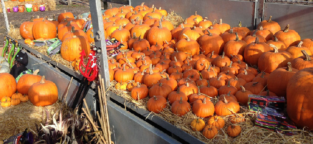 the pumpkin patch at Christmas tree farm