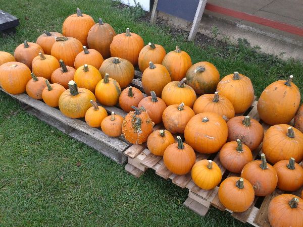 Hill Farm PYO and Farm Shop