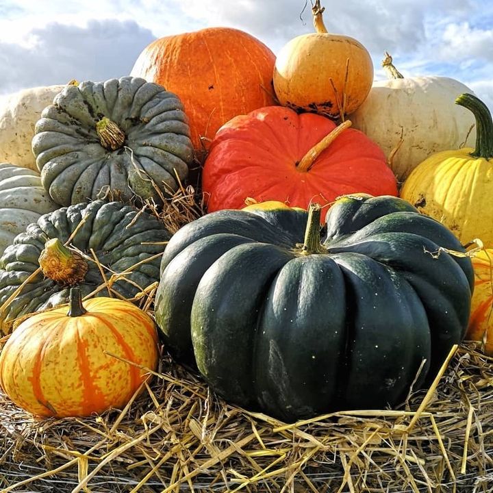 Northwood Pumpkin Patch