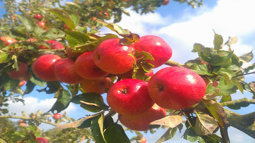 Mahorall Farm Cider