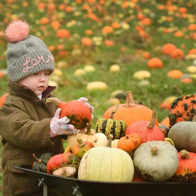 Fordingbridge Pumpkin Pastures