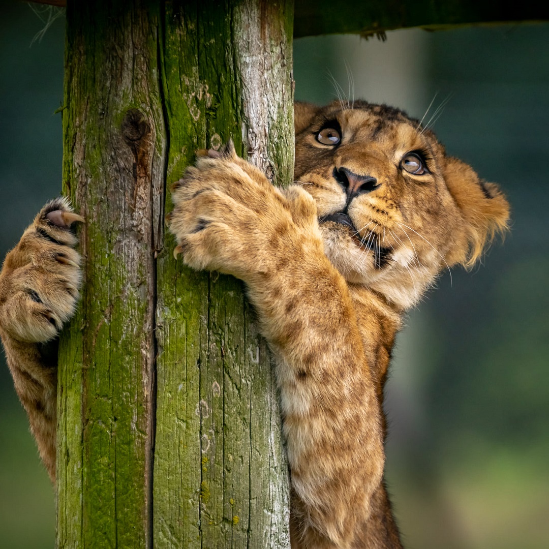 Blair Drummond Safari and Adventure Park