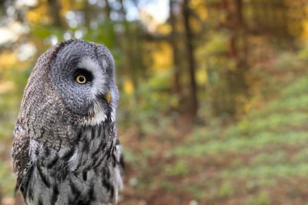 best-places-for-animal-encounters-near-london