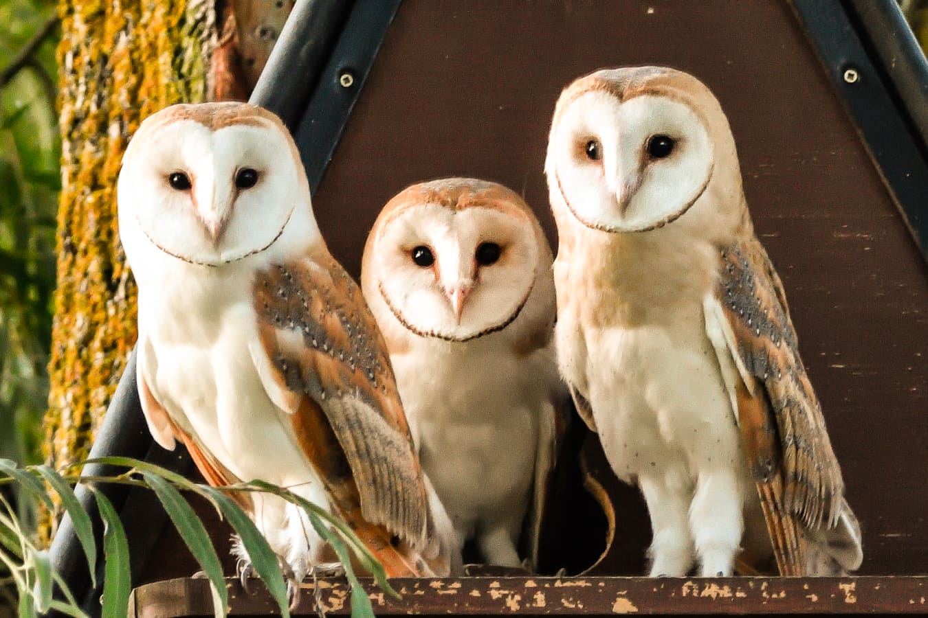 Barn Owl Camping