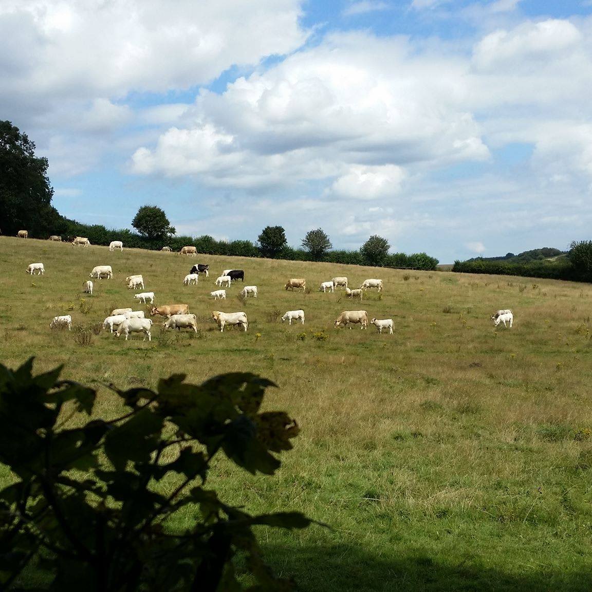 Strawberry Field - Electric Hook-up Pitch