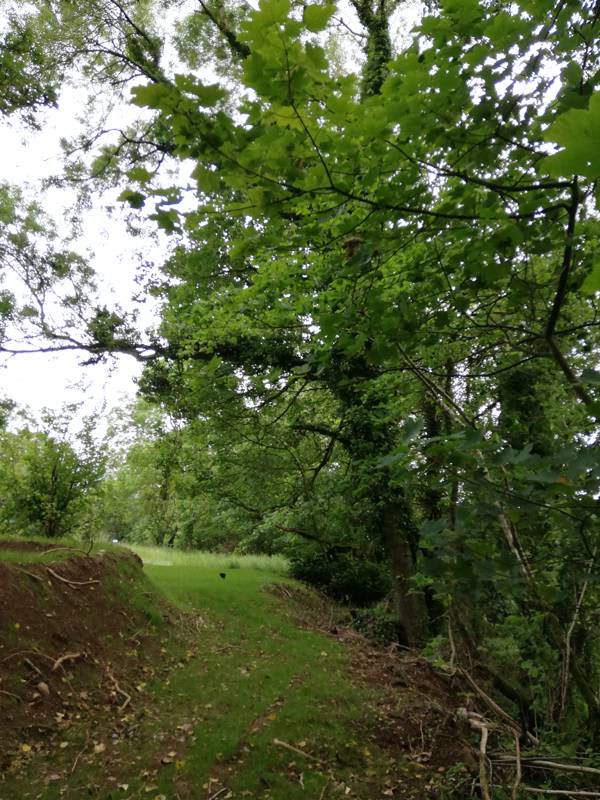 Woodland Edge - Tent/Campervan Pitch