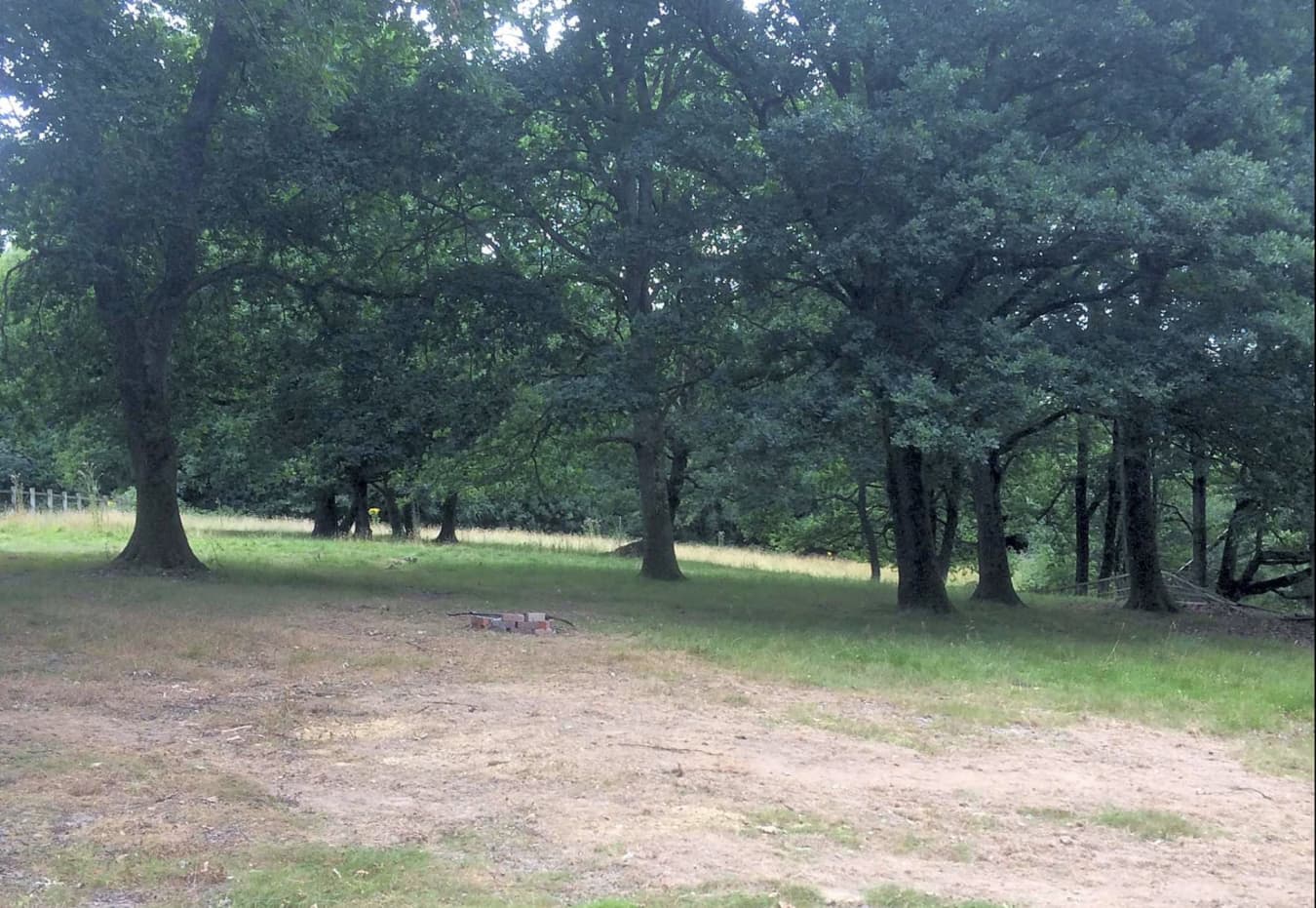 Oak Tree Non-electric Forest Floor Tent Pitch