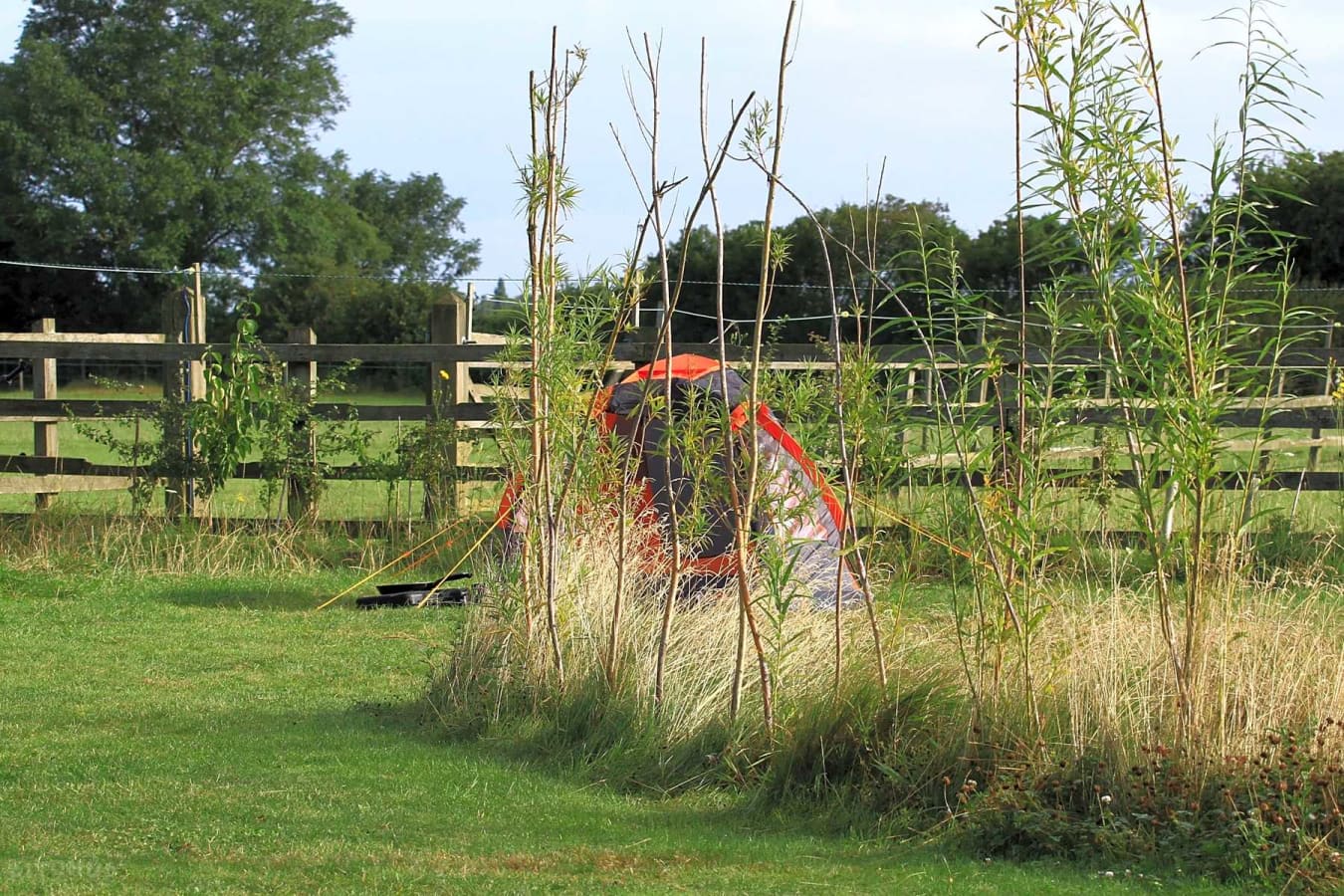 Electric Grass Tent Pitch