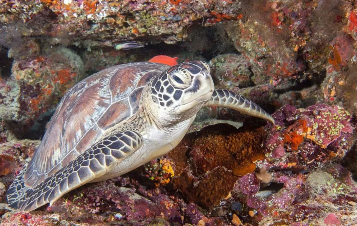 Hurawalhi Island Resort