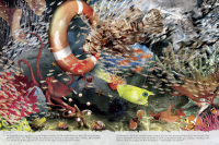 Korallenriff Zusatzmaterial