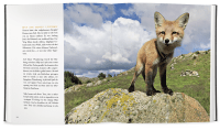 Zusatzmaterial PA 978 3 426 21452 7 innen 07 von Ayla - meine ungewöhnliche Freundschaft mit einem jungen Fuchs von Silje Elin Matnisdal, Leiv Magnus Grøtte