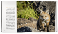 Zusatzmaterial PA 978 3 426 21452 7 innen 09 von Ayla - meine ungewöhnliche Freundschaft mit einem jungen Fuchs von Silje Elin Matnisdal, Leiv Magnus Grøtte
